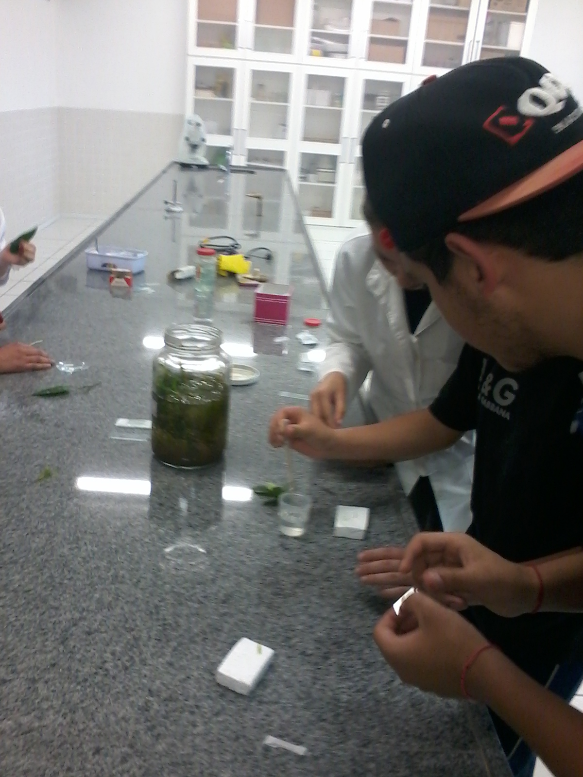 Preparo_de_l_mina_de_elodea__20_